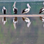 Seis pelicanos parados nos corais expostos, com reflexos na água